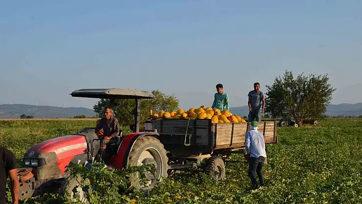 Kırkağaç kavununda ilk hasat