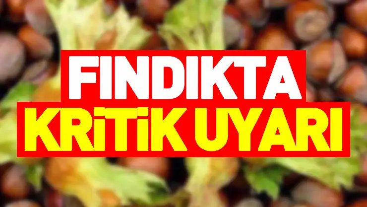 Terme'de fındık üreticilerine kritik uyarı!