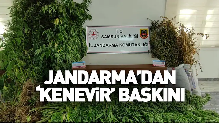 Jandarma'dan 'kenevir' baskını