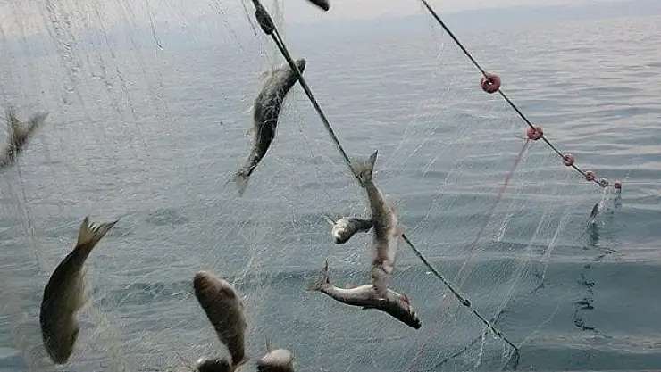 Av yasağı bitti, sezonun ilk balıkları avlandı