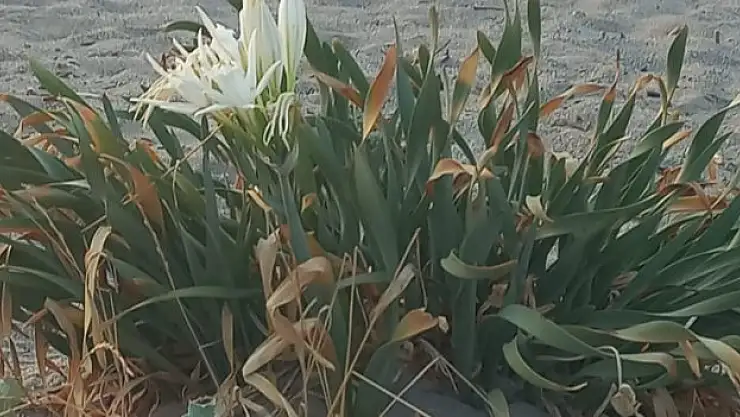 Kum zambakları Samsun sahillerinin süsü oldu