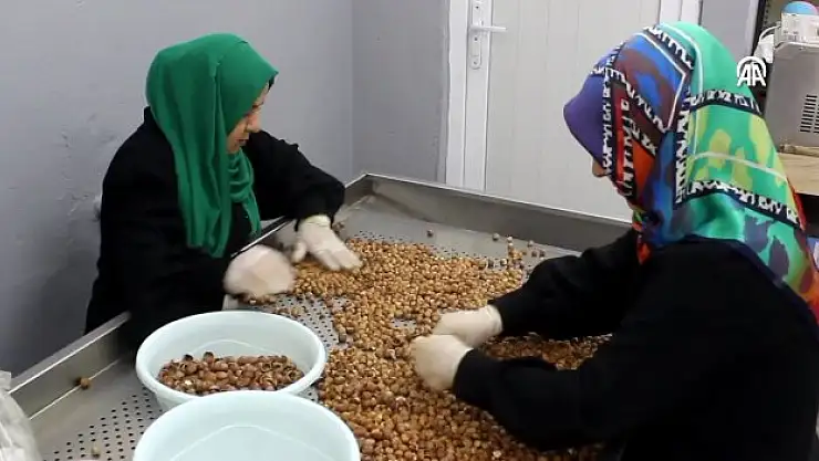 Fındık kadınların elinde değer kazanıyor