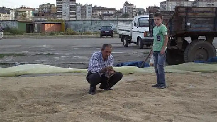 Çeltikte verim memnun etti