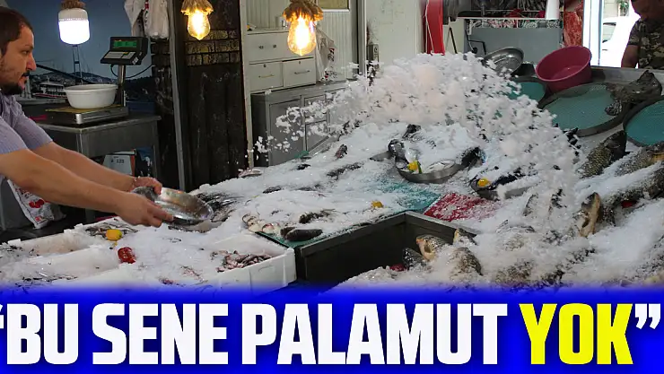 'Bu sene palamut yok'