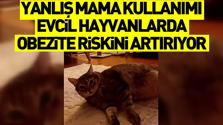 Yanlış mama kullanımı evcil hayvanlarda obezite riskini artırıyor