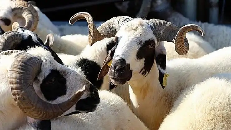 Üreticiler, tarımsal desteklerin erken ödenmesi kararını olumlu karşıladı