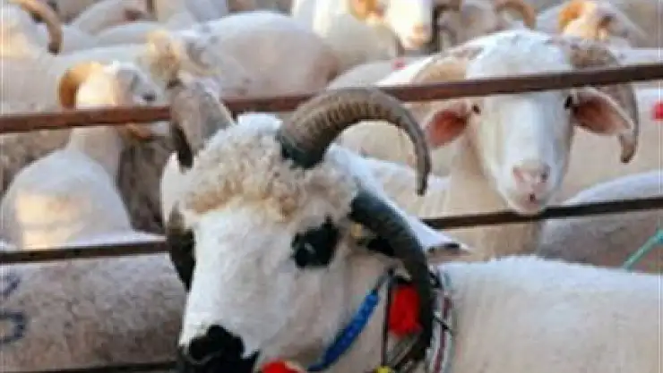 Kurbanlık fiyatları cep yakacak