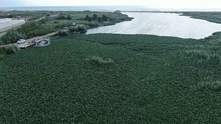 Boyutları 1 metreyi bulan su sümbülleri Asi Nehri'ni adeta esir aldı