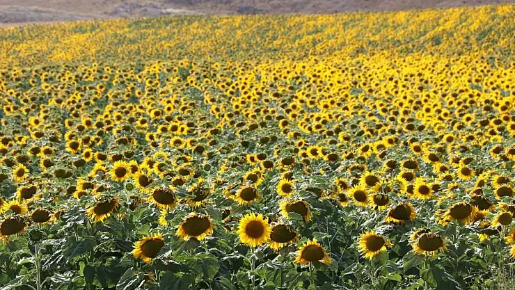 İzdihama neden oluyordu, Sivas'ta binlerce dekar alanda ekimi yapıldı