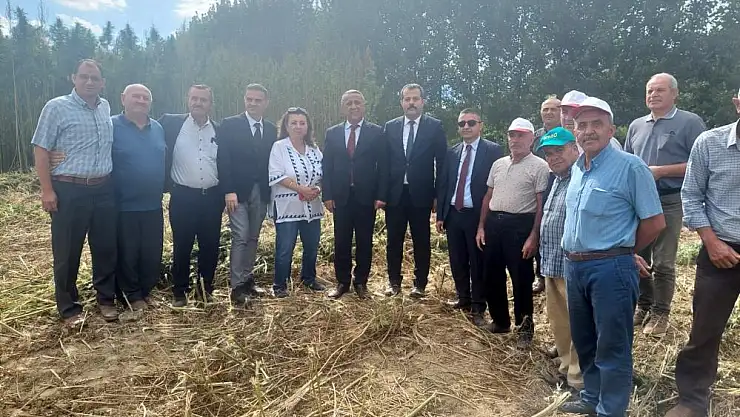 Tescilli kenevirde hasat zamanı