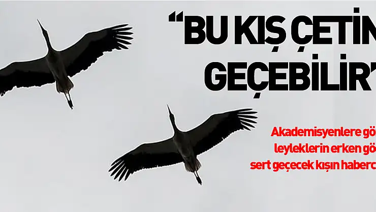 Akademisyenlere göre leyleklerin erken göçü sert geçecek kışın habercisi