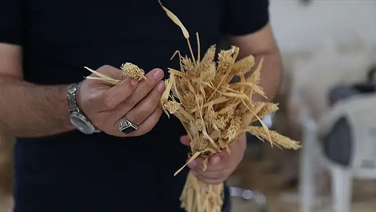 Yerli kılçıksız arpa 'Çetiner' ve 'Ruha 63' ile verim katlanacak