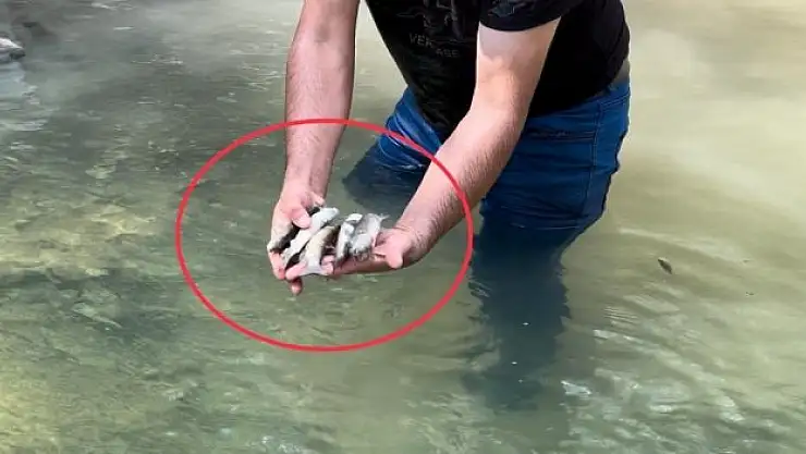 Akarsu ıslahı çalışmasında suya çimento karışınca binlerce balık telef oldu