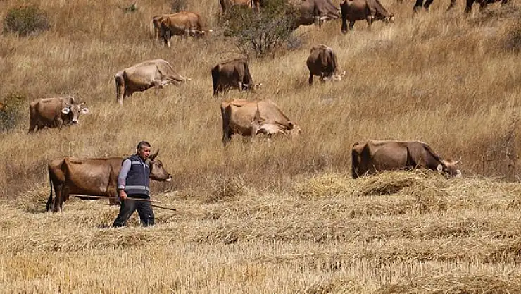 30 bin TL maaşla çoban bulamayınca çözümü nöbetleşmekte buldular