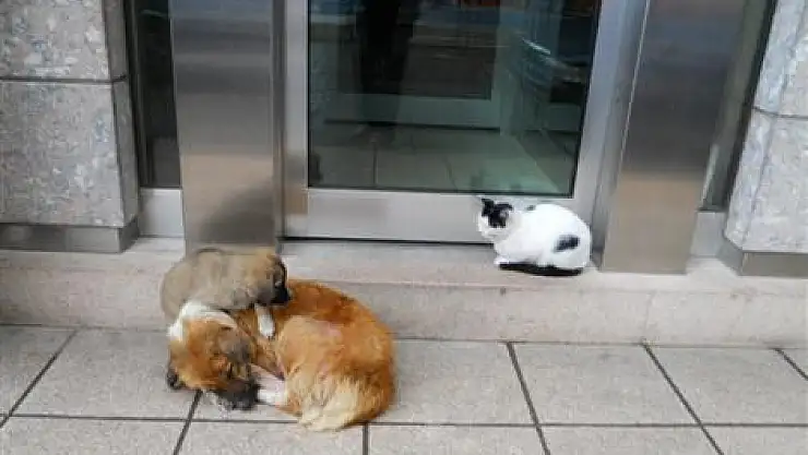 Anne sevgisi İşte bu!..