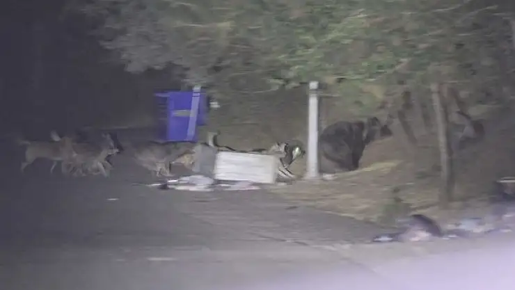 Başıboş köpeklerin ayıya saldırdığı anlar kamerada