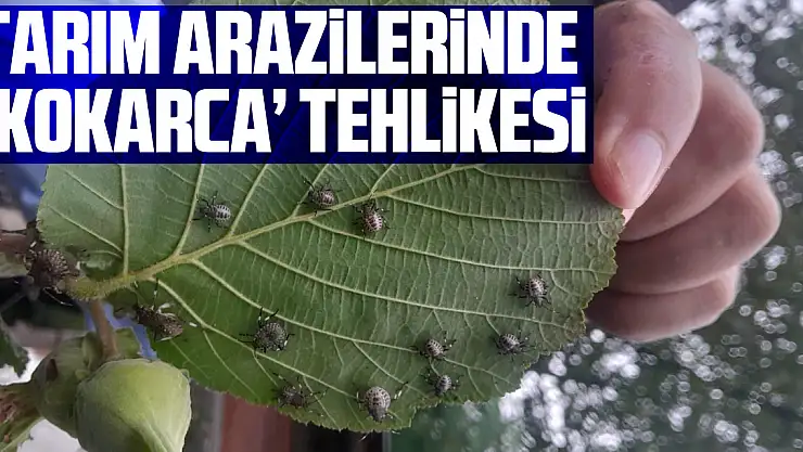 Tarım arazilerinde 'Kokarca' tehlikesi