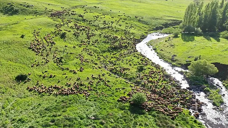 Hayvan yetiştiricileri, yöresel hayvancılığa verilecek hibe destekten memnun