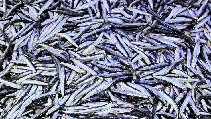 Hamsi ihracatından 8 ayda 8,3 milyon dolar gelir elde edildi