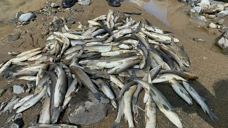 Engiz Çayı'ndaki balık ölümlerinin nedeni 'beton'