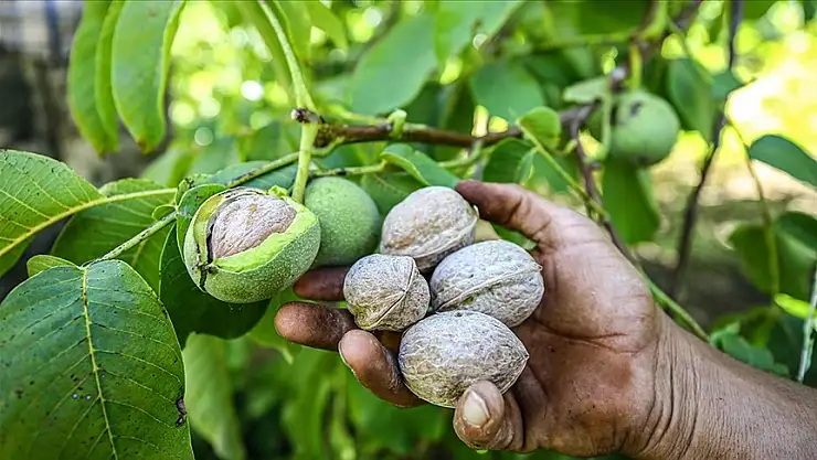 AB tescilli 'Çağlayancerit cevizi'nde rekolte genç fidanların yetişmesiyle artıyor