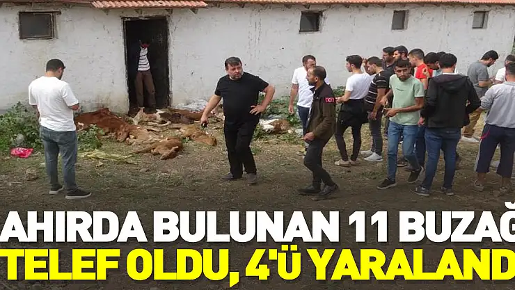 Ahırda bulunan 11 buzağı telef oldu, 4'ü yaralandı