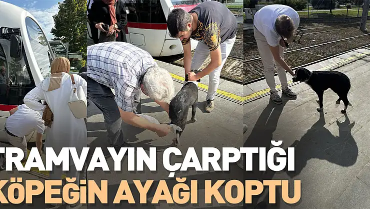Tramvayın çarptığı köpeğin ayağı koptu