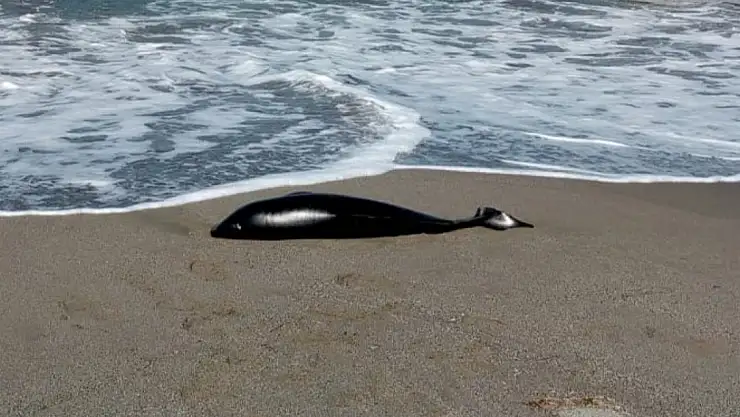 Ölü yunus karaya vurdu