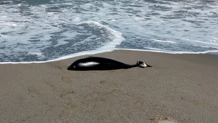 Ölü yunus karaya vurdu