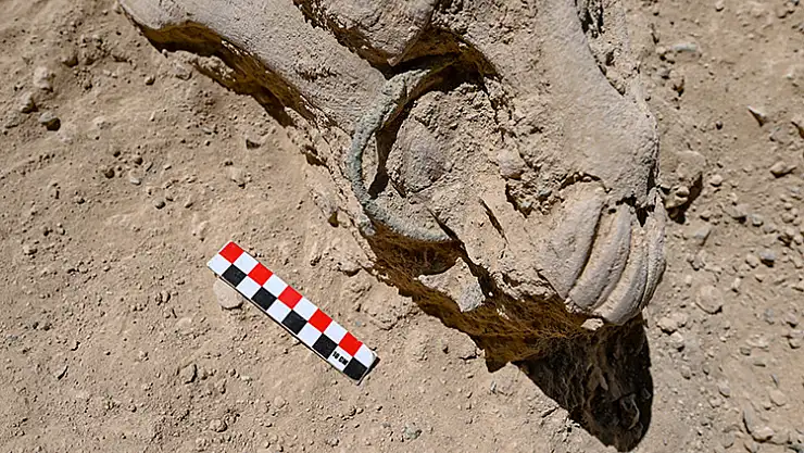 Çavuştepe Kalesi'nde çenesinde bronz gem olan at iskeleti bulundu