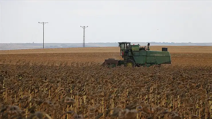 Yerli hibrit ayçiçeğinde hasat sürüyor
