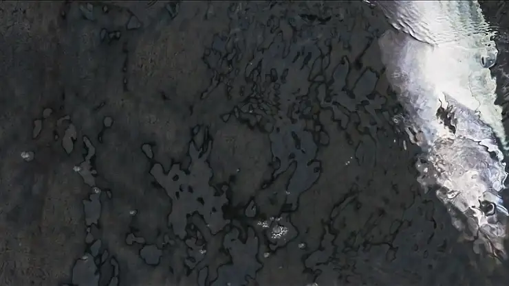 Sıcaklıkla birleşen faktörler Marmara Denizi'nde tombik balığı sayısını artırıyor