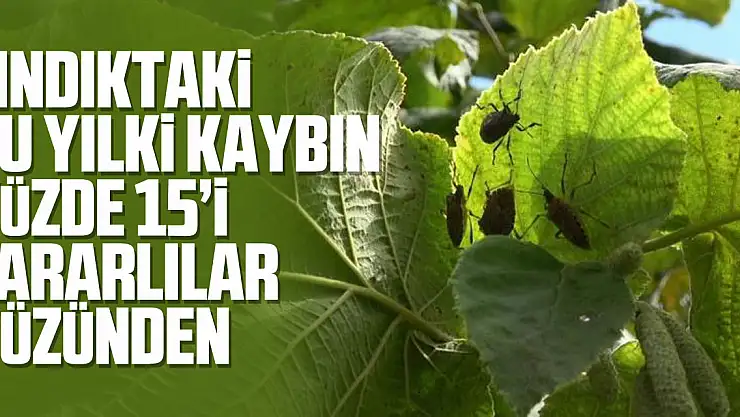 Fındıktaki bu yılki kaybın yüzde 15'i zararlılar yüzünden