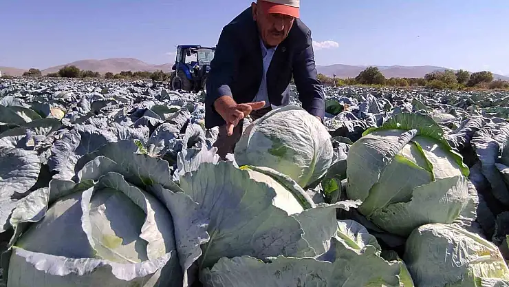 Niğde'de lahana hasadı yüz güldürüyor