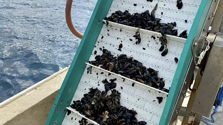 Bandırma'da midye hasadı yapıldı