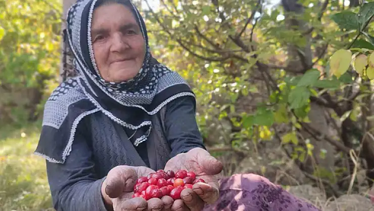 Şifa deposu kızılcıkta hasat vakti