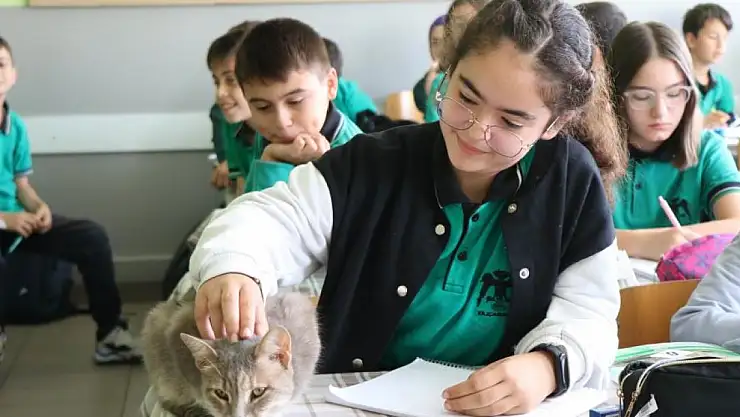 Öğrencilerin sıra arkadaşı 'Duman' isimli kedi