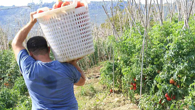 Domateste güz hasadı başladı