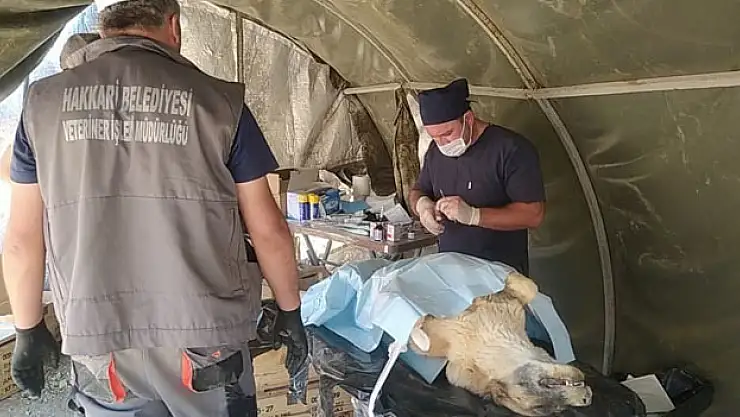 Can dostlar sahra hastanesinde şifa buldu