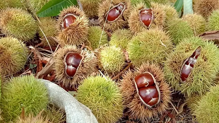 Kestane hasadına başlandı