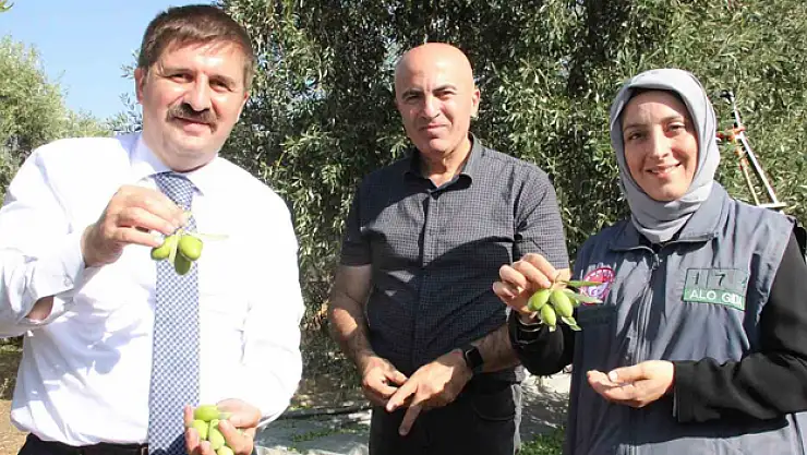 Türkiye'nin en kaliteli zeytininin üretildiği Karaman'da hasat başladı