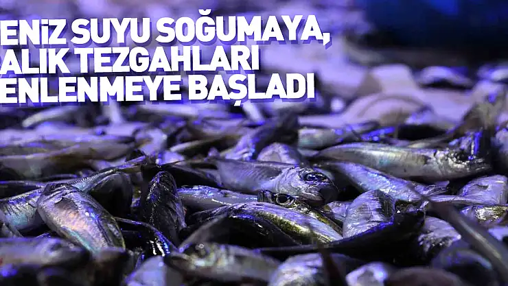 Deniz suyu soğumaya, balık tezgâhları şenlenmeye başladı