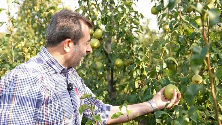 Deveci armudu hasadı başladı