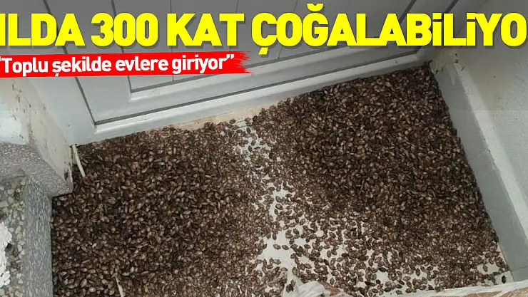 Yılda 300 kat çoğalabiliyor: Kahverengi kokarcalar, Ordu'da toplu şekilde evlere giriyor