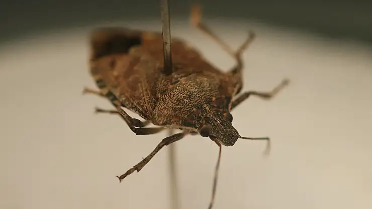 Ziraatçılardan 'Bu böceği gördüğünüz yerde öldürün' uyarısı