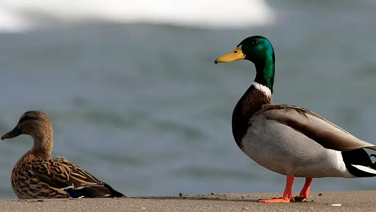 yeşilbaş ördekler kızılırmakta