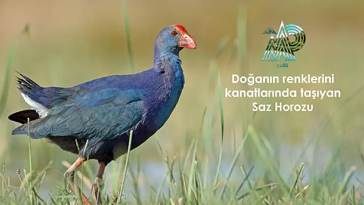 Doğanın renklerini kanatlarında taşıyan kuşlar Samsun'da gözlemleniyor