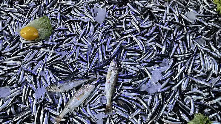 Sinop'ta hamsi bereketi: Kilosu 50 lira