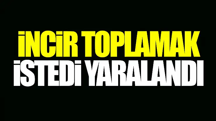 İncir toplamak istedi, vefat etti.