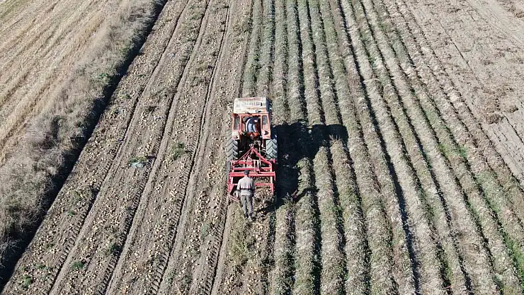 Patatesin fiyatı çiftçilerin yüzünü güldürüyor